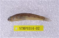 藏品(黑鰕虎)的圖片